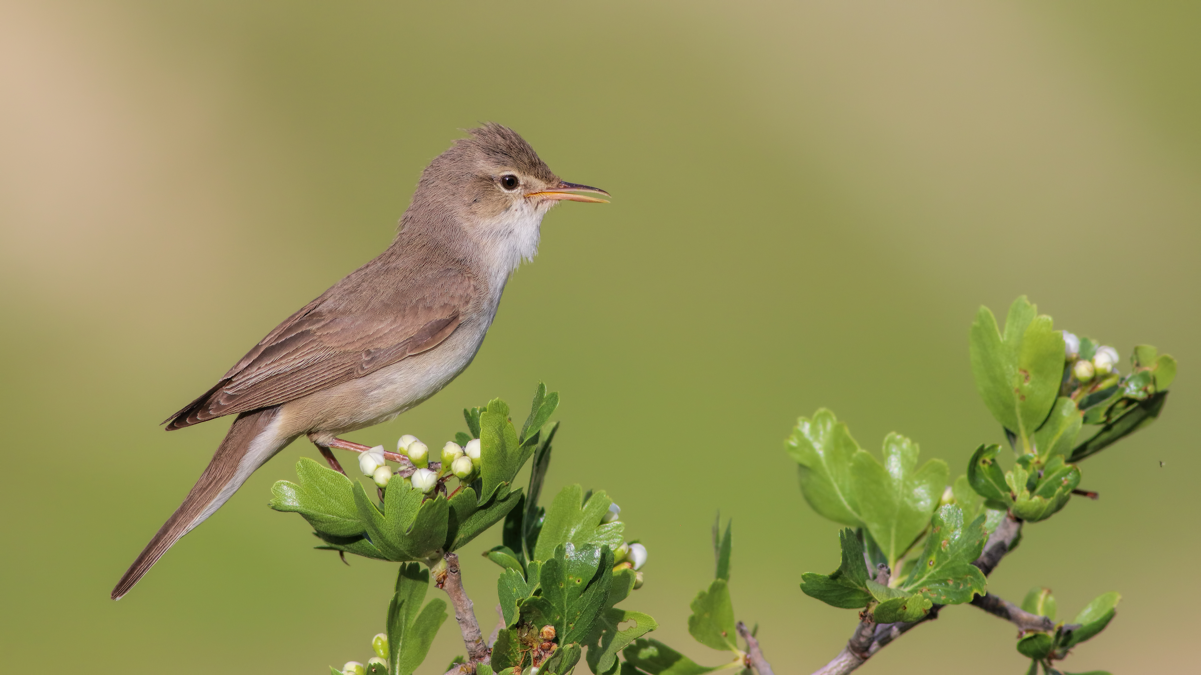Upcher's Warbler
